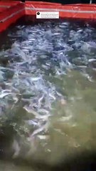 Ganti jenis pakan itu ada aturan nya, tidak bisa asal-asalan