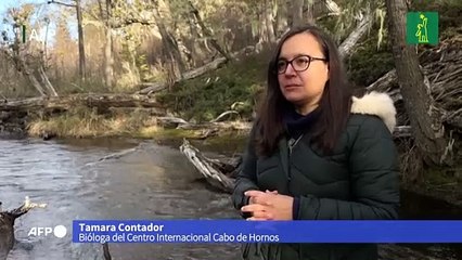 La alerta temprana del cambio climático suena en los bosques del fin del mundo