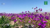 Desierto de Atacama vuelve a florecer