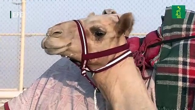 Animales ancestrales y dónde encontrarlos en Qatar