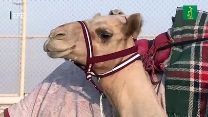 Animales ancestrales y dónde encontrarlos en Qatar