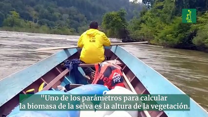 El viaje al árbol más alto de la Amazonía