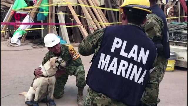 Muere perra rescatista Frida, símbolo del terremoto de México de 2017