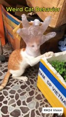🐱🤣 Crazy Cat Antics – You Won’t Believe This! (Part 1) 🔥😂 #funnycats  #crazycat #weirdcatsounds