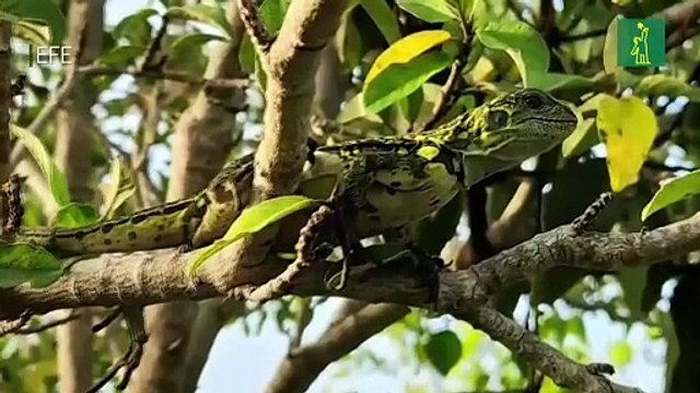 Observan por primera vez en Gálapagos crías de las singulares iguanas rosadas