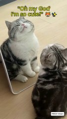 🐱😂 Even Weirder Cat Moments – You Won’t Stop Laughing! (Part 2) 🤣🔥 #cuteanimals  #animalcomedy
