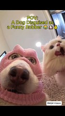 🐶😂 POV: Dog Disguised as a Funny Robber – Cutest Heist Ever! 💰🤣 #FunnyDog #DogPOV #CuteRobber