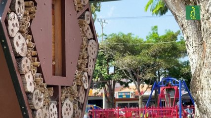 "Hoteles para abejas" potencian polinización en Costa Rica