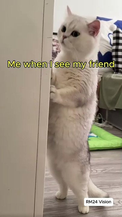 💰🐶🐱 When Animals Borrow Money… and Never Pay Back! 😂🤣 #funnyanimals  #animalcomedy  #hilariouspets