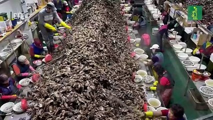 Corea del Sur, un paraíso culinario para los amantes de las ostras