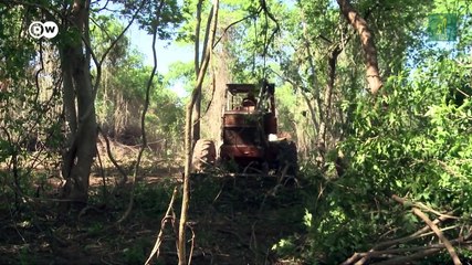 Multinacionales invierten recursos para capturar CO2 en los bosques de Argentina