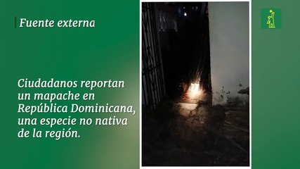 Ciudadanos reportan  un mapache en República Dominicana,  una especie no nativa de la región