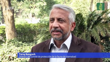 Un leopardo mascota siembra pánico en barrio de la capital de Pakistán