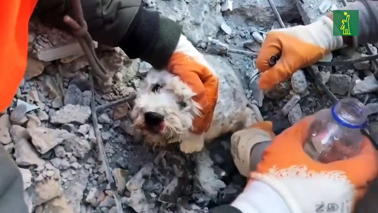 Cuerpos de rescate liberan un perro de los escombros tras el terremoto en Turquía