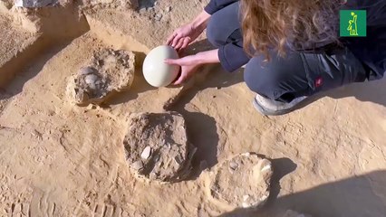 Hallan huevos de avestruz de hace más de 4.000 años en el desierto de Israel