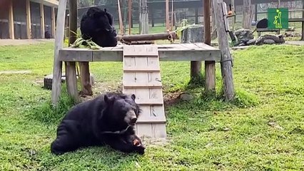 Vietnam avanza hacia el fin de la extracción de bilis de oso