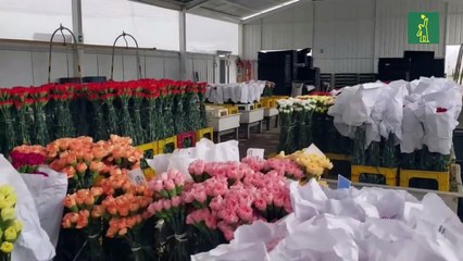 Las flores para San Valentín, un producto de Colombia con toque venezolano