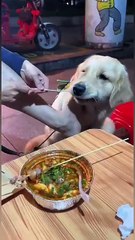 A piece of food is a piece of humiliation😂