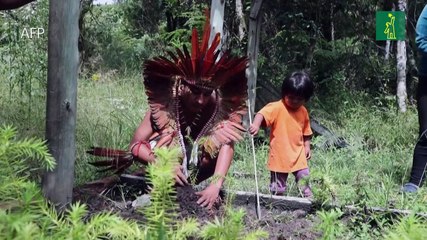 Indígenas luchan por salvar las araucarias y a su propio pueblo en Brasil