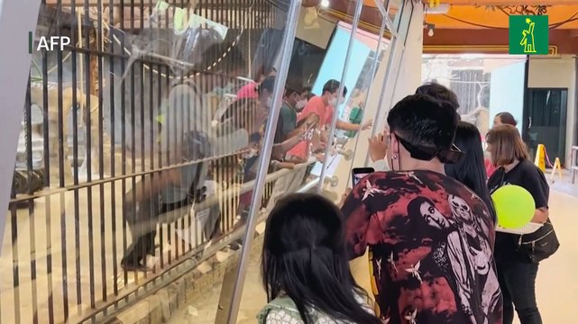 La última gorila cautiva en Tailandia tiene pocas esperanzas de ser libre