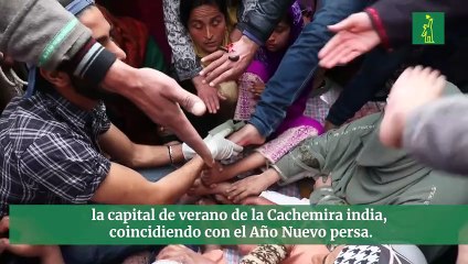 La Cachemira india utiliza sanguijuelas para curar enfermedades en la piel