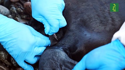 Casi 3.500 lobos marinos muertos en Perú desde noviembre por presunta gripe aviar