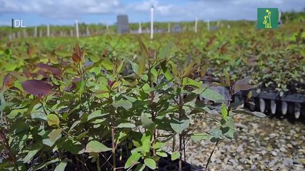 Biomasa en la matriz energética de la República Dominicana