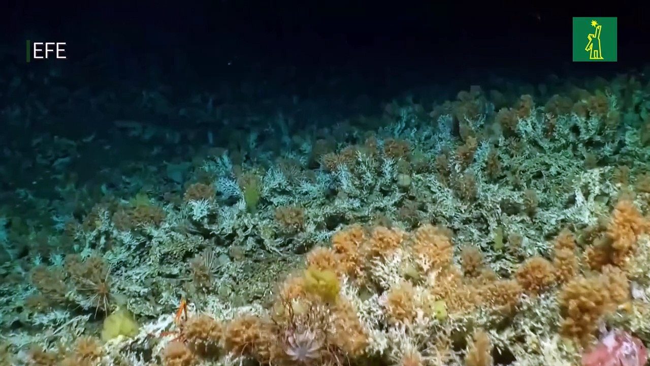 Fue descubierto un inmenso, antiguo y prístino arrecife de coral en las Galápagos