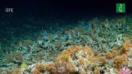 Fue descubierto un inmenso, antiguo y prístino arrecife de coral en las Galápagos