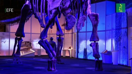 El colosal titanosaurio de la Patagonia llega al Museo de Historia Natural