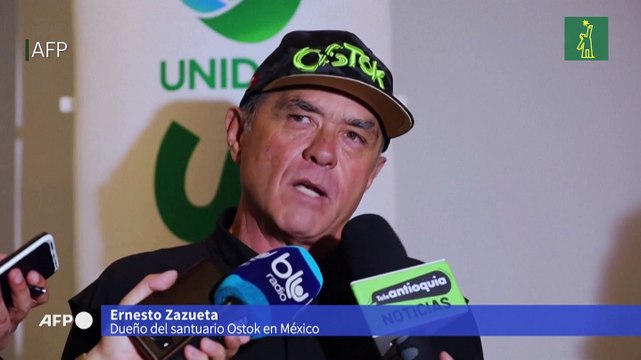 Traslado de hipopótamos de Pablo Escobar de Colombia a México e India costará USD 3,5 millones