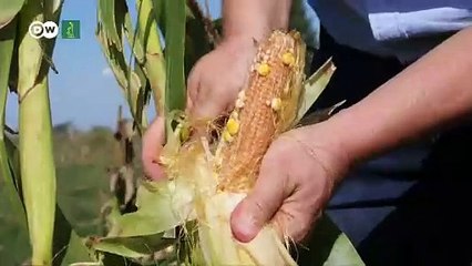 Argentina: una mala cosecha que arruina la economía