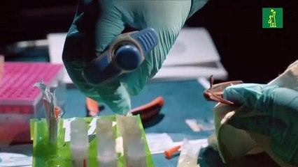 En la selva maya, científicos rastrean virus que podrían desatar nuevas pandemias