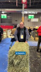 Salon de l’agriculture : que font les animaux après la fermeture des portes ?