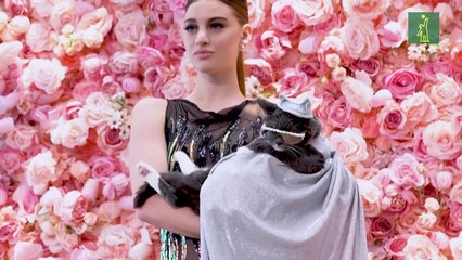 Mascotas lucen trajes de diseño en la "Pet Gala"