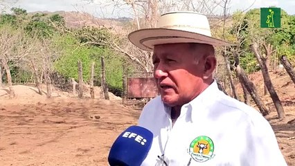 Ganaderos de Centroamérica se declaran en crisis ante la llegada del fenómeno de "El Niño"