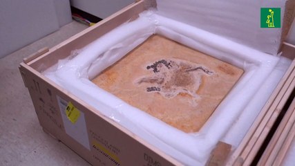 Brasil recupera fósil de dinosaurio llevado irregularmente a Alemania