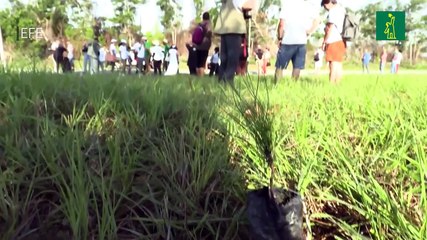 Con la siembra de 1.500 pinos, finaliza el primer festival de cine y medioambiente de Cuba