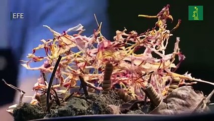 El peruano Central, reconocido como el Mejor Restaurante del Mundo