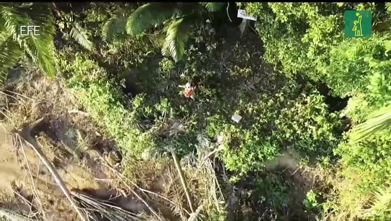 Un videojuego busca proteger el bosque amazónico de Perú en la vida real