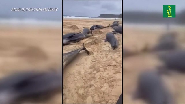 Medio centenar de cetáceos varados en playa escocesa