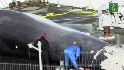 Islandia suspende la caza de ballenas por el bienestar animal