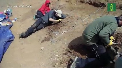 Identifican a "Gonkoken nanoi", dinosaurio con pico de pato que habitó la Patagonia chilena