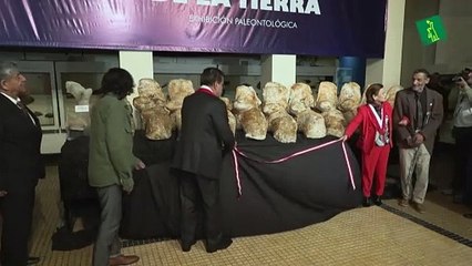 Ancestro 'peruano' de la ballena azul podría ser el animal más pesado de la historia
