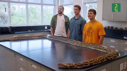 Un grupo de amigos caza a la pitón más grande registrada hasta ahora en Florida