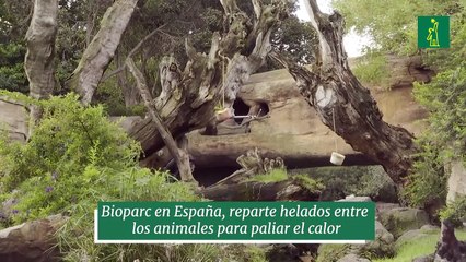 Bioparc en España, reparte helados entre los animales para paliar el calor