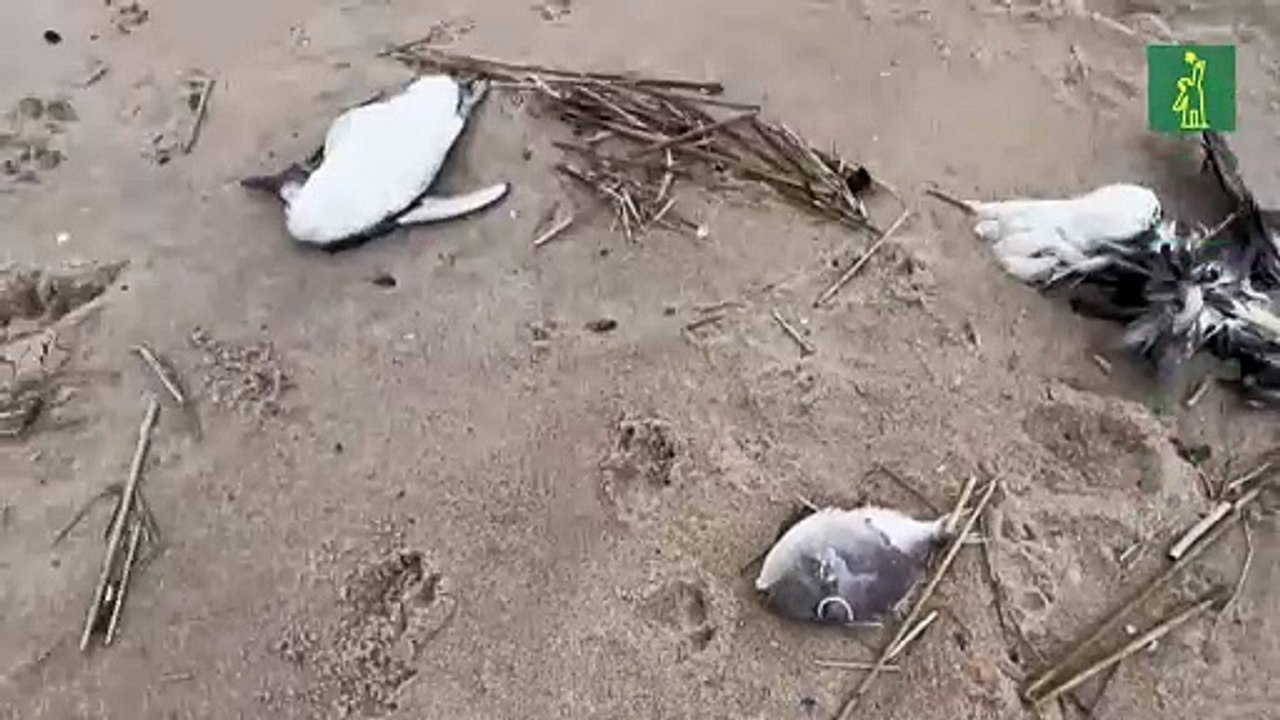 Unos 2.000 pingüinos aparecen muertos en las costas de Uruguay