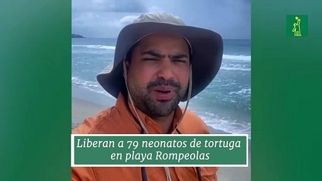 Liberan a 79 neonatos de tortuga en playa Rompeolas