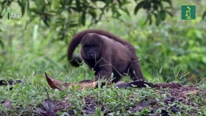 Ecuador vota por suspender extracción de petróleo en una parte de la Amazonía