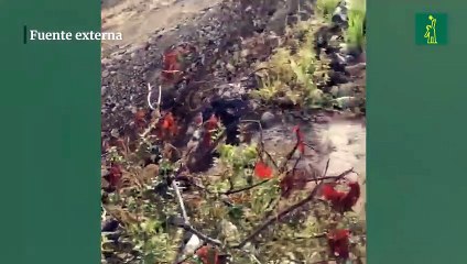 Joven muere y tres resultan heridos al caer carro por puente en construcción en Puerto Plata